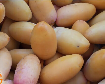 Fresh Samani Dates - Image 2