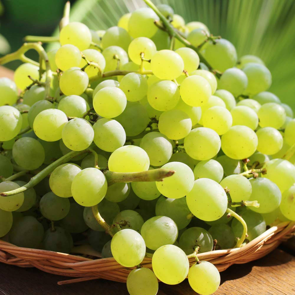 Grapes - Image 2