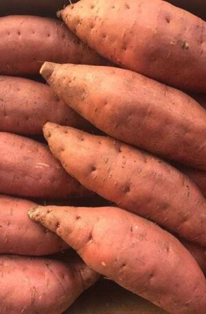 Sweet Potato