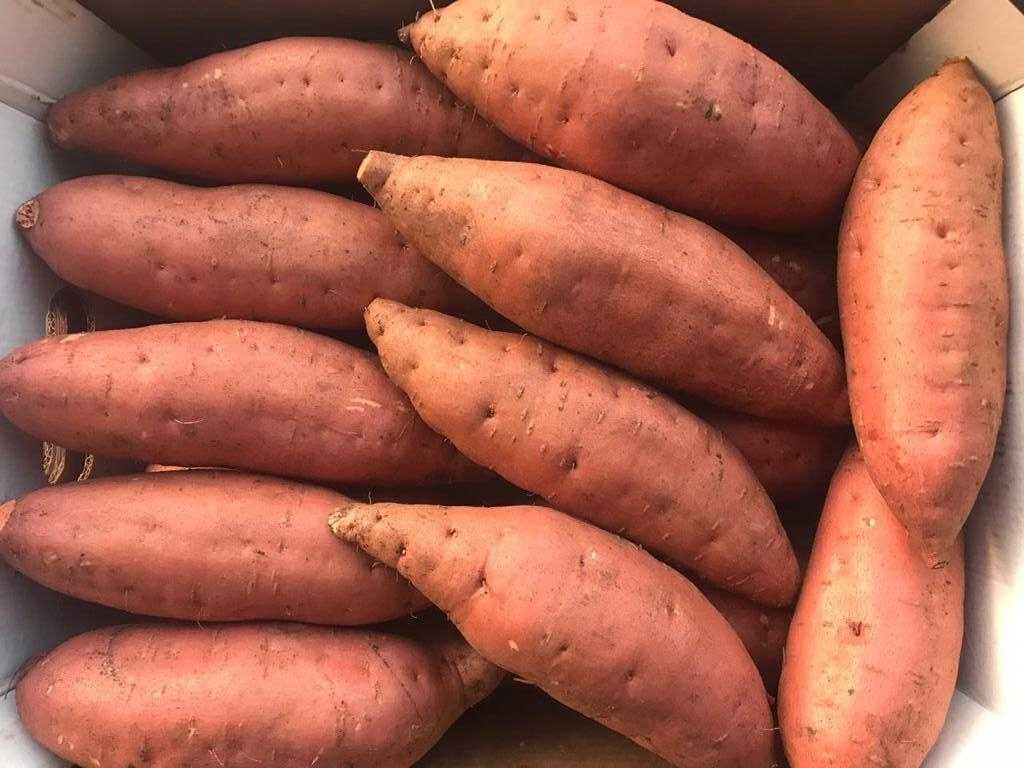 Sweet Potato