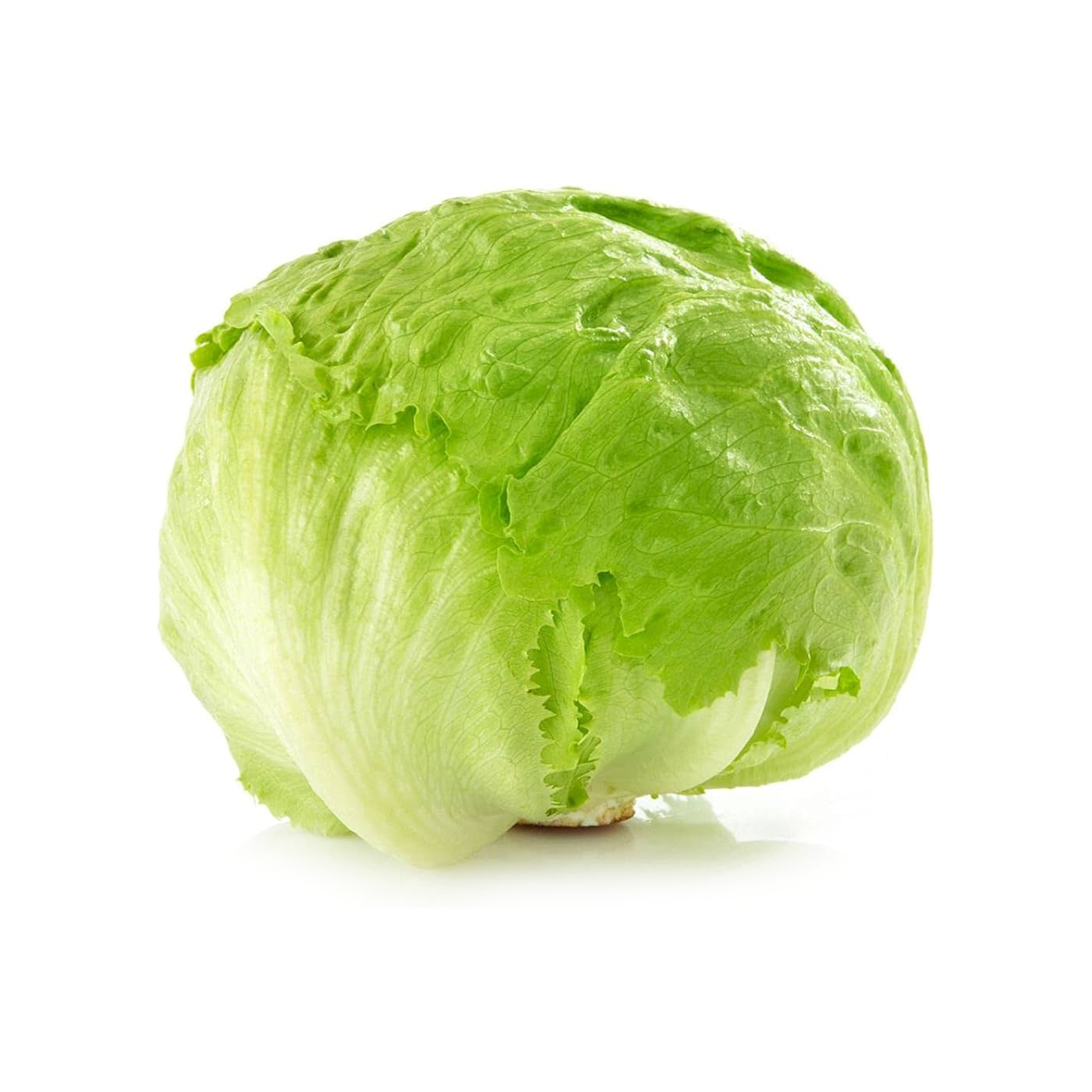 Iceberg lettuce