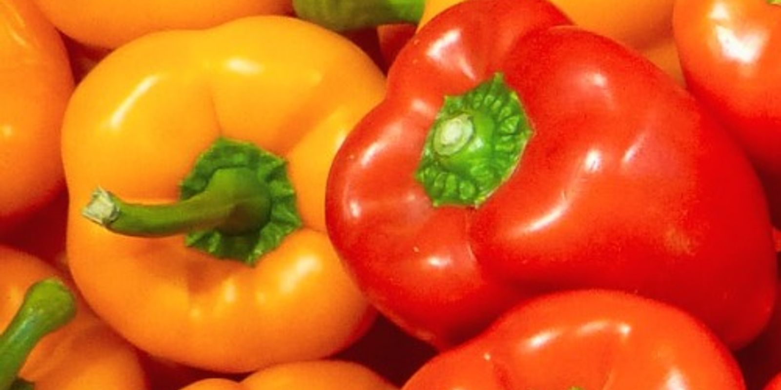 Pepper “Capsicum”