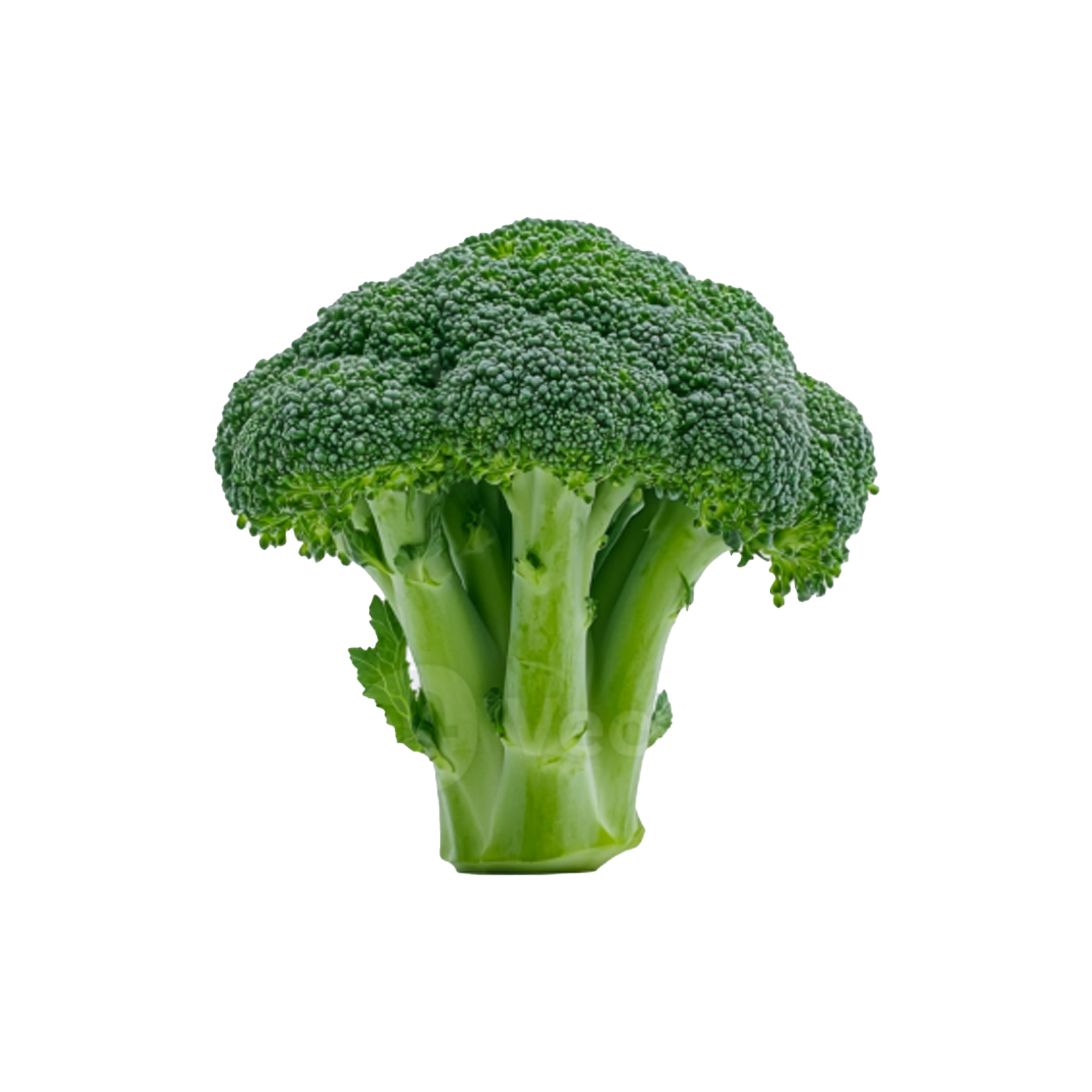 Broccoli