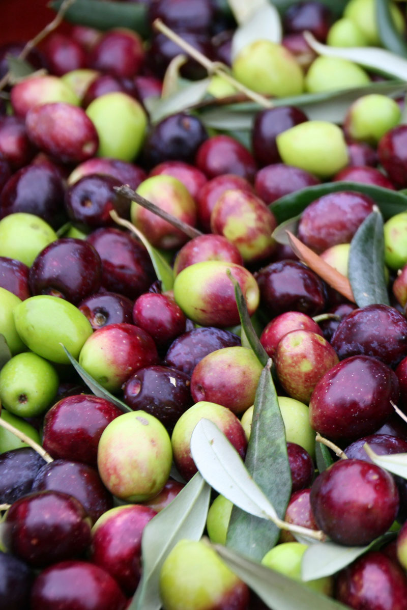 Olives - Image 2